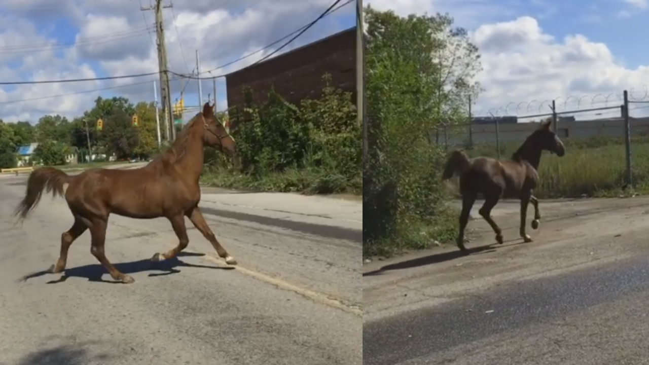 Video Horse spotted roaming around Detroit